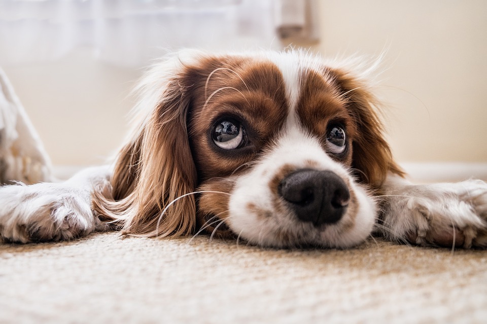 Tips for Raising Healthy, Happy Dogs